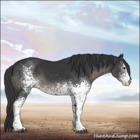 Horse Color:White Spotted Black Rabicano 