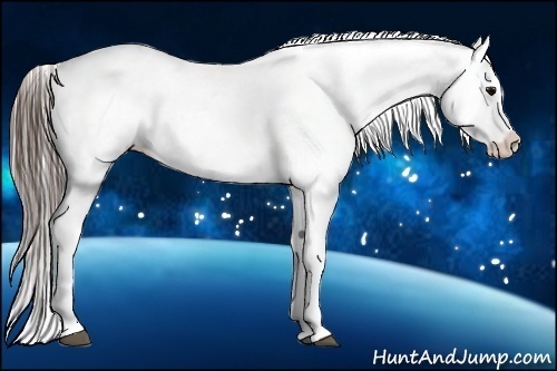 Horse Color:Black Splash Appaloosa 