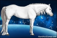 Horse Color:Black Splash Appaloosa