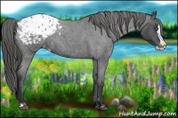 Horse Color:Blue Roan Splash Appaloosa 