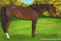 Horse Color:Liver Chestnut 