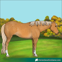 Horse Color:Palomino