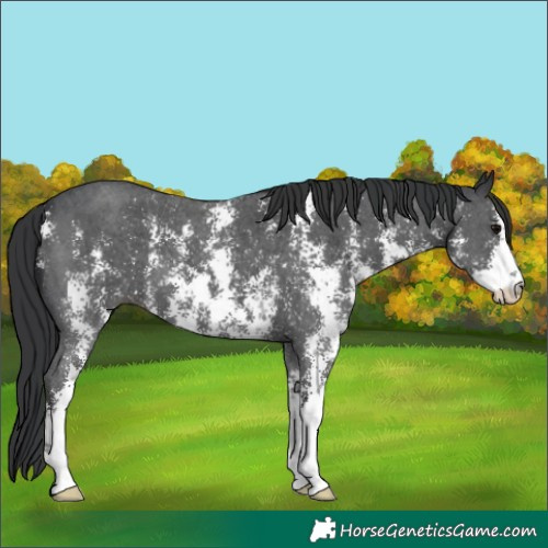 Horse Color:Black Sabino