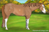 Horse Color:Chestnut Splash 