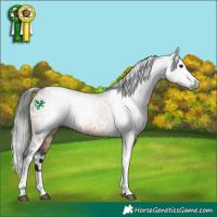 Horse Color:Gray White Spotted Brown Dun Tobiano Brindle 