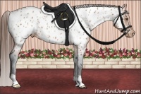 Horse Color:Bay Roan Near Leopard 