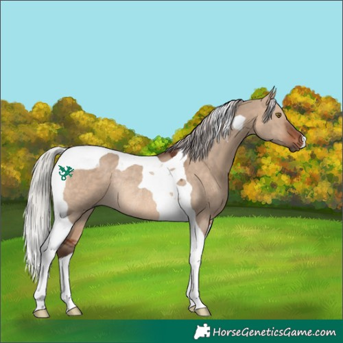 Horse Color:Silver Brown Dun Tobiano Rabicano 