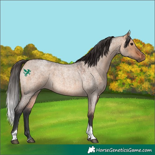 Horse Color:Bay Roan Dun Tobiano 