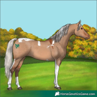 Horse Color:Silver Bay Dun Tobiano 