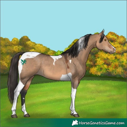 Horse Color:Bay Dun Tobiano