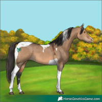 Horse Color:Bay Dun Tobiano 