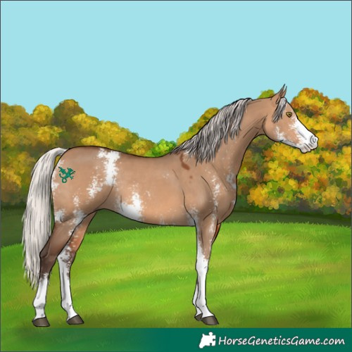 Horse Color:Silver Brown Dun Sabino Rabicano 