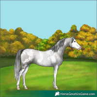 Horse Color:White Spotted Grullo Splash Rabicano 