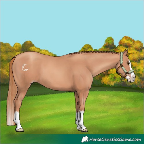 Horse Color:Gold Champagne Splash