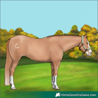 Horse Color:Gold Champagne Splash 