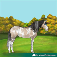 Horse Color:White Spotted Brown Dun Splash Rabicano 