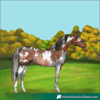 Horse Color:White Spotted Brown Rabicano 