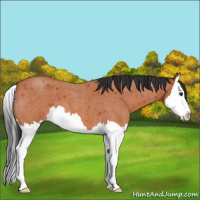 Horse Color:Bay Roan Splash 