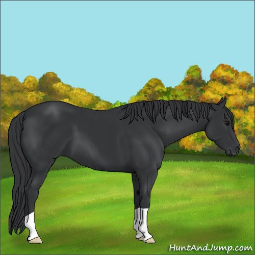 Horse Color:Black 