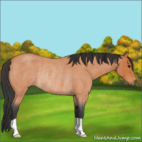 Horse Color:Bay Roan Rabicano 