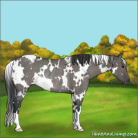 Horse Color:White Spotted Grullo Rabicano