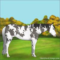 Horse Color:White Spotted Grullo Splash 