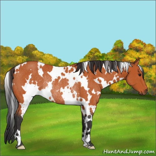 Horse Color:White Spotted Bay Rabicano