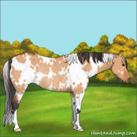 Horse Color:White Spotted Bay Dun Rabicano 