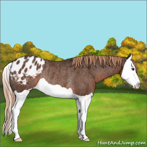 Horse Color:Liver Chestnut Splash Appaloosa Rabicano