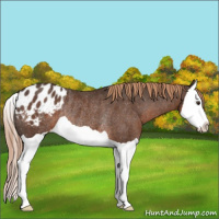 Horse Color:Liver Chestnut Splash Appaloosa Rabicano
