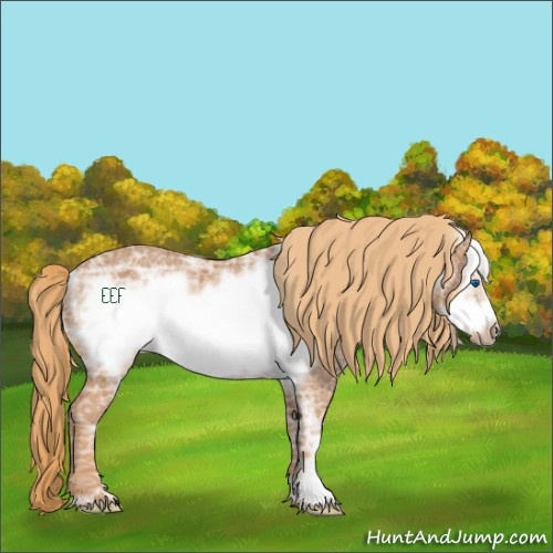 Horse Color:Chestnut Ice Frame Rabicano 