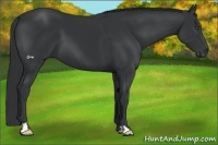 Horse Color:Black Frame 