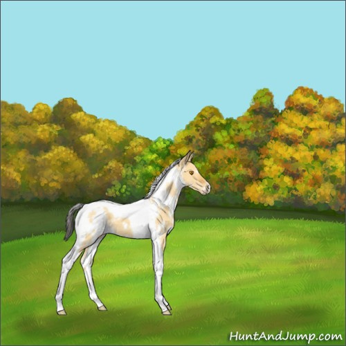 Horse Color:White Spotted Buckskin Dun Tobiano 