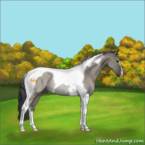 Horse Color:Grullo Tobiano Rabicano 