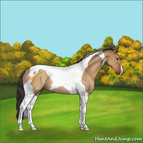 Horse Color:Buckskin Dun Tobiano Rabicano 