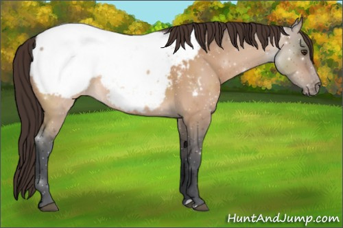 Horse Color:Bay Dun Appaloosa 