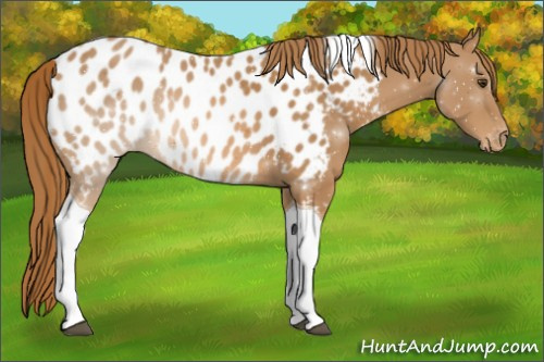 Horse Color:Chestnut Tobiano Appaloosa 