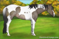 Horse Color:Brown Dun Tobiano Rabicano 