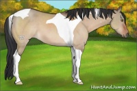 Horse Color:Brown Dun Tobiano 
