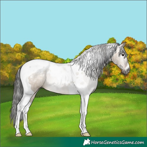 Horse Color:Gray Brown Dun Tobiano Appaloosa