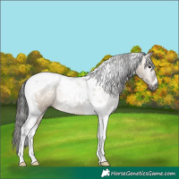 Horse Color:Gray Brown Dun Tobiano Appaloosa 