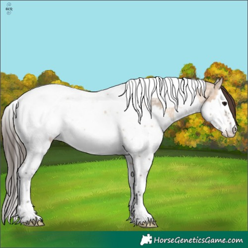 Horse Color:Bay Ice Dun Sabino Splash Tobiano Appaloosa 