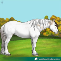 Horse Color:Bay Ice Dun Sabino Splash Tobiano Appaloosa