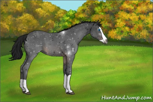 Horse Color:Gray Brown Splash