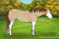 Horse Color:Red Dun Splash  Brindle