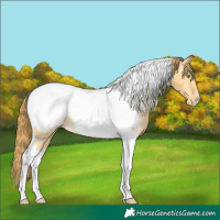 Horse Color:Amber Cream Champagne Dun Tobiano Appaloosa 