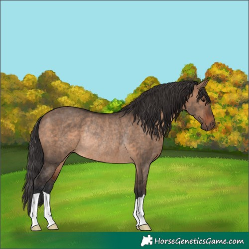 Horse Color:Brown Dun Rabicano 