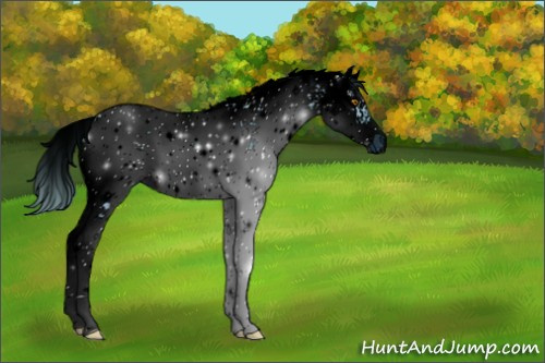 Horse Color:ERROR: UNKNOWN ANOMALY