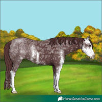 Horse Color:Chocolate Black Ice Sabino