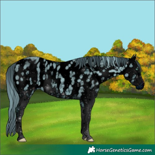 Horse Color:ERROR: UNKNOWN ANOMALY